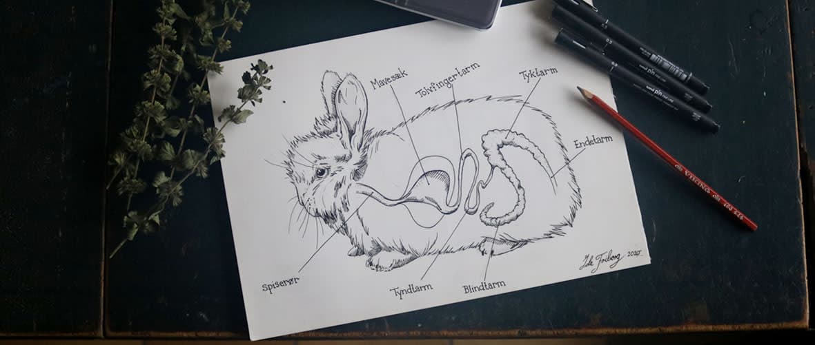 Angora Kaniners Foderbehov